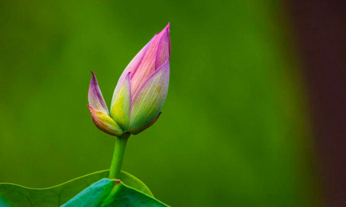 The Nanjinger - Help Nanjing Xuanwu Lake Scenic Area Find a Double Lotus!