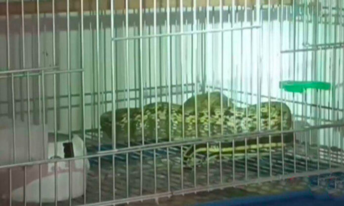 The Nanjinger - Snake Trapped in Bird Cage in Huai’an; Had Eaten 2 Parrots