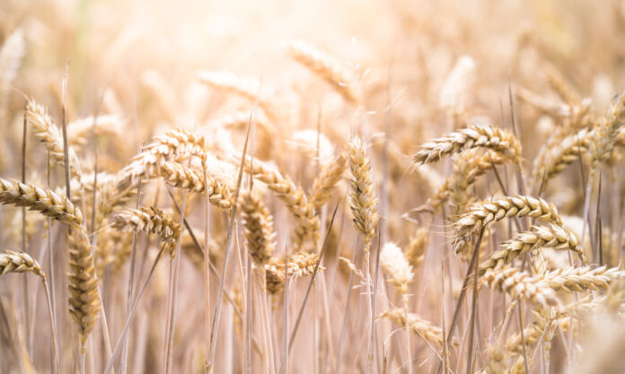The Nanjinger - Yancheng Wheat Harvest Hits Record High; 50% of Jiangsu’s Entire Output