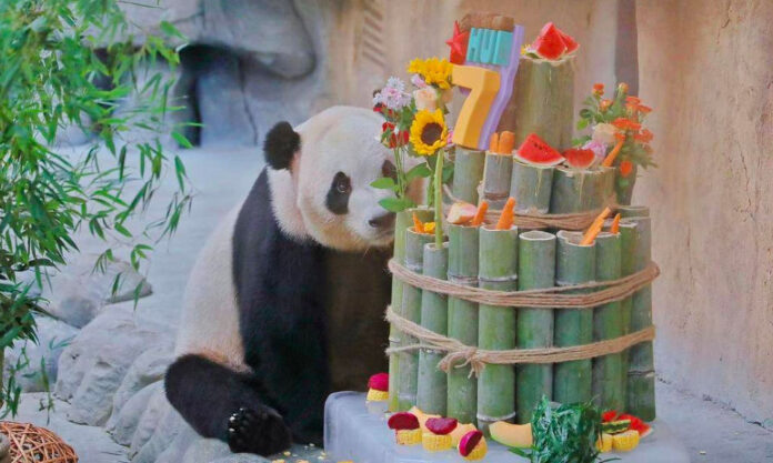 The Nanjinger - Birthday Party Put on for Pair of Pandas Turning 7 in Nantong