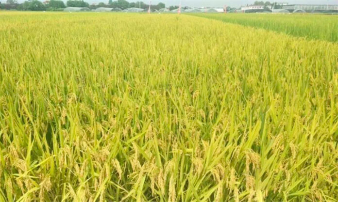 The Nanjinger - Hybrid Rice, High in Yield, Crystal White in Looks, Developed in Wuxi
