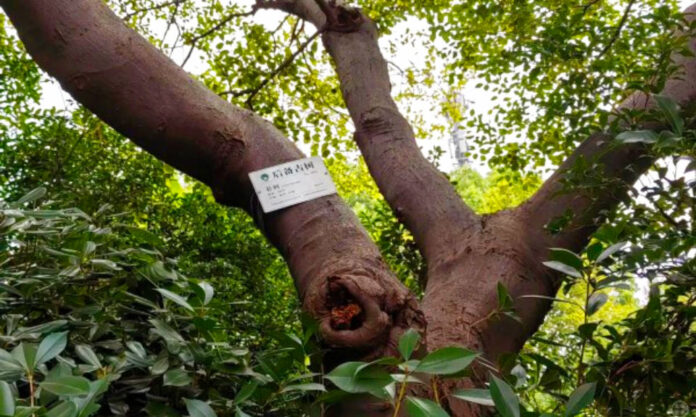 The Nanjinger - “Living Fossils Receive Protection as Wuxi Legislates for Ancient Trees