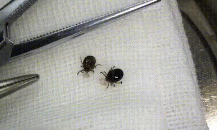 The Nanjinger - Look out for these Ticks in Nanjing & Stay Away; Mother Dead, Son Infected