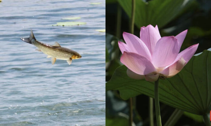 The Nanjinger - Lotus Flowers & Jumping Fish are Hot New Draw at Xuanwu Lake