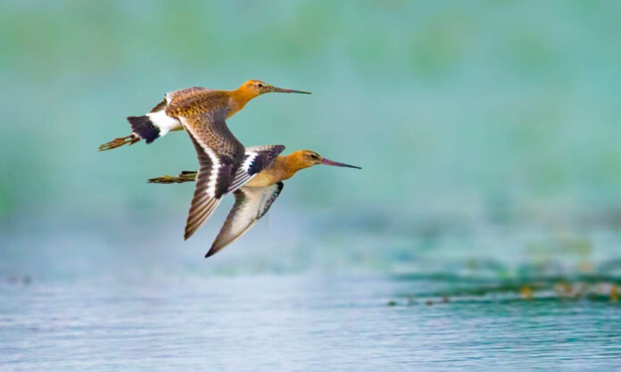The Nanjinger - Black-tailed Godwits in Yangzhou Signify Start of Annual Migration