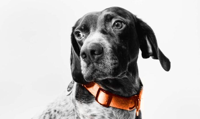 The Nanjinger - Furry but not Forgotten; Rebuilding AnimaL Trust in Humans The Nanjinger - Furry but not Forgotten; Rebuilding AnimaL Trust in Humans