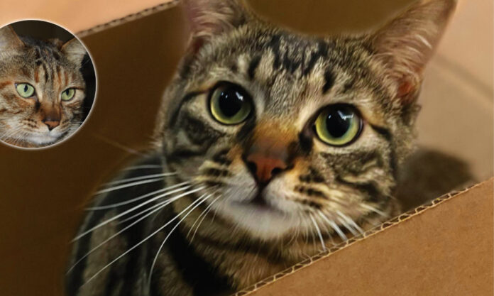 The Nanjinger - Our Children; When You Just Couldn’t Possibly Leave them Behind The Nanjinger - Our Children; When You Just Couldn’t Possibly Leave them Behind