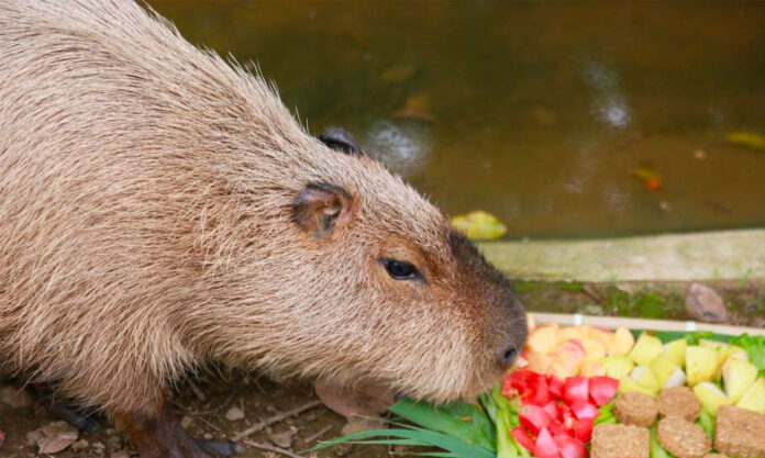 The Nanjinger - South American Tapir Treated to its First Mooncake at Wuxi Zoo