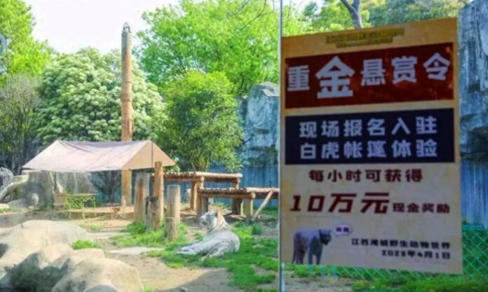 The Nanjinger - Wildlife Park Offers ¥100,000 Cash Reward to Enter Tigers’ Den