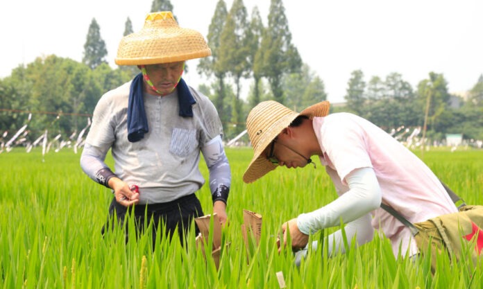 The Nanjinger - It’s Harvest Time for 85,000 Hectares of Fragrant Rice in Nanjing