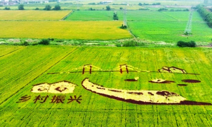 The Nanjinger - UK had Crop Circle Phenomenon; Nanjing has Rice Paddies