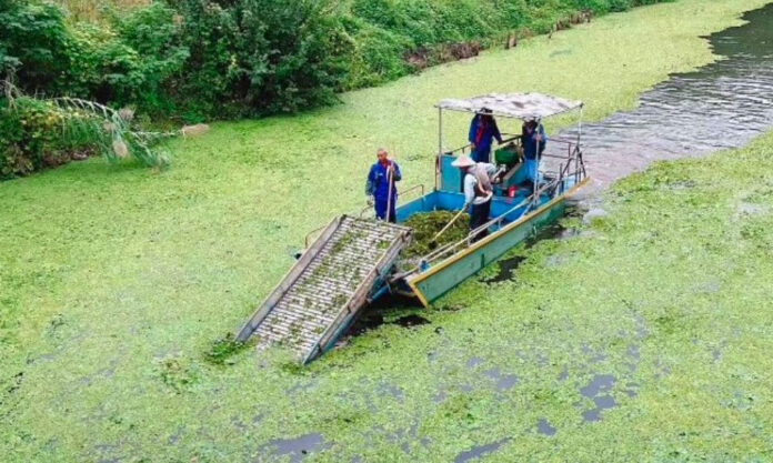 The Nanjinger - Wuxi Water Hyacinths Salvaged; “Upgraded” & Dried into Organic Fertiliser
