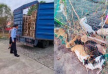 The Nanjinger - 1,700 Cats Rescued by Locals but Illegal Meat Trade Overwhelming