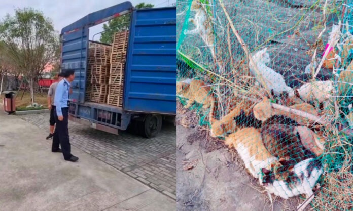 The Nanjinger - 1,700 Cats Rescued by Locals but Illegal Meat Trade Overwhelming