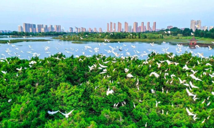 The Nanjinger - Hundreds of Endangered Oriental White Storks Fly into Lianyungang
