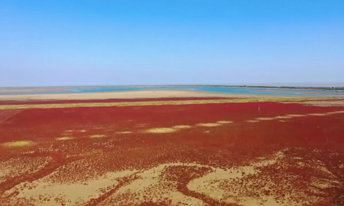 The Nanjinger - Meet Yancheng’s Stunning Red Carpet of Beauty this Time of Year