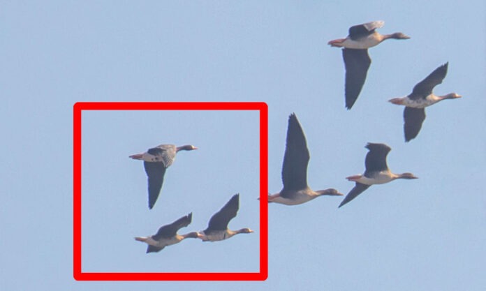 The Nanjinger - White Fronted Goose is New Tenant of Xinji Zhou Wetland in Nanjing