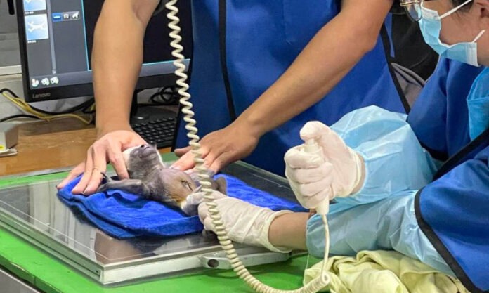 The Nanjinger - Baby Gibbon at Nanjing Hongshan Zoo Suffers Umbilical Hernia