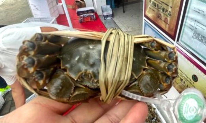 The Nanjinger - Fake Hairy Crabs! Suzhou Deals with 27 Cases of Forgery & Counterfeiting