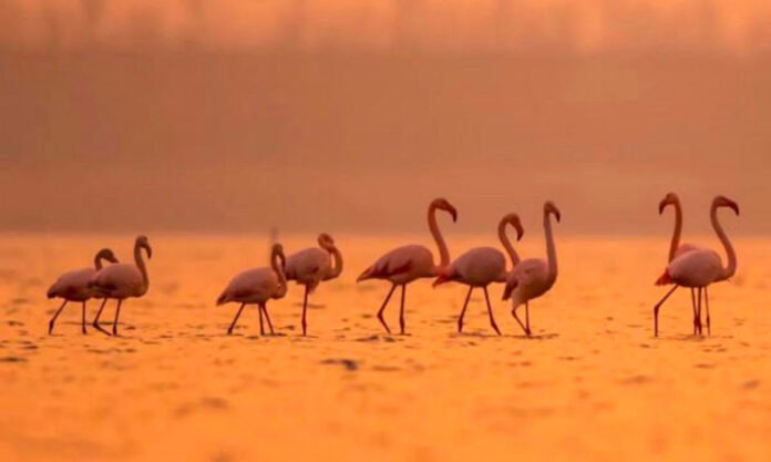 The Nanjinger - Flamingo Population in Yancheng this Year is Largest in History!