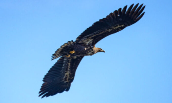 The Nanjinger - Spotted Eagle Joins Sea Eagles in Skies over Hongze Lake in Suqian