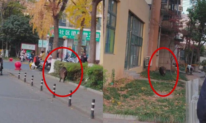 The Nanjinger - Wild Boar Injures 3 in Nanjing; Jiangbei New Area Police Shoot to Kill
