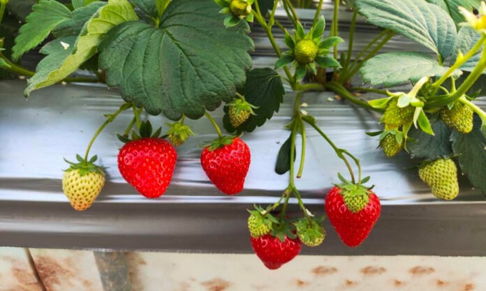 The Nanjinger - 10 Gold Medals for Zhenjiang in Jiangsu Strawberry Assessment