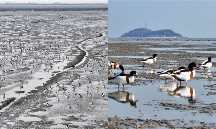 The Nanjinger - 10 Thousand of Shelducks Appear on Lianyungang Coastal Wetlands