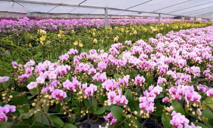 The Nanjinger -300,000 Phalaenopsis Bloom in Rural Beautiful Economy” in Taizhou