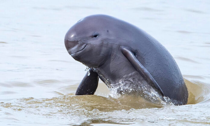 The Nanjinger - Biodiversity Study Puts Finless Porpoise Population in Nanjing at 62, up 24%