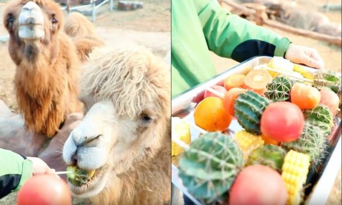 The Nanjinger - Cactus Kebabs! Nantong Forest Wildlife Park Feeds Camels Nutritious “Cake”