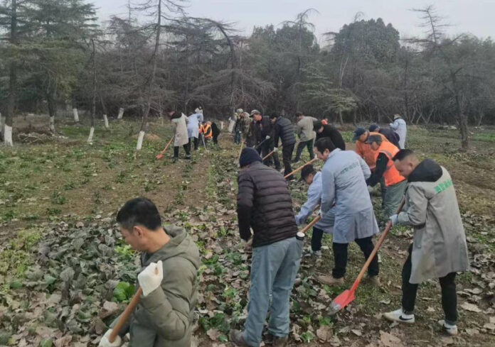 The Nanjinger - Crops Illegally Grown on Highway Land Cleared by Suzhou Industrial Park