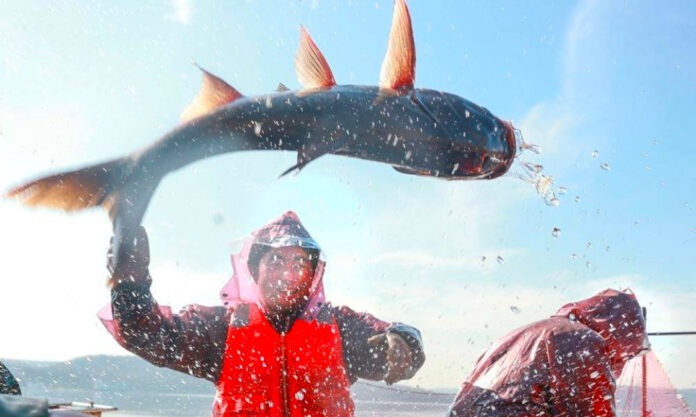 The Nanjinger - First Fish Caught in Huai’an Reservoir in Time for New Year Dinner Tables