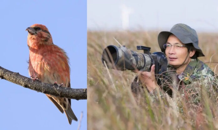 The Nanjinger - First Time Ever Red Crossbill Photographed in Yancheng
