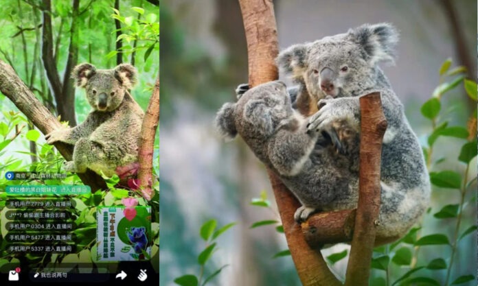 The Nanjinger - Nanjing Zoo Live Streams Koalas Acting Cute in Family Reunions
