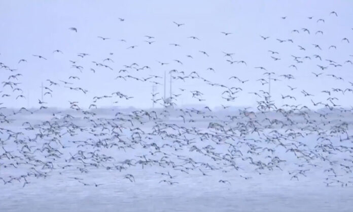 The Nanjinger - Oystercatchers! Flock of Thousands Provides Spectacular Bird Show in Nantong