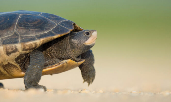 The Nanjinger - When was the Last Time You Saw a Turtle Walk Backwards?