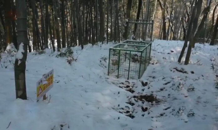 The Nanjinger - Wild Boar Numbers in Nanjing Escalate; Hunted Down and Fed to Lions