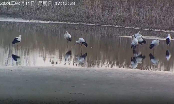 The Nanjinger - 8 Oriental White Storks in Taizhou are Vindication for “Ecological Island” Test Area