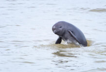 The Nanjinger - Finless Porpoise Protection Helps Angel to Keep on Smiling