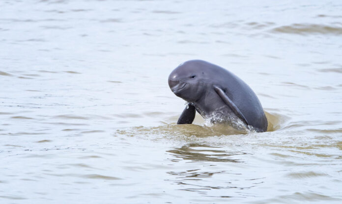 The Nanjinger - Finless Porpoise Protection Helps Angel to Keep on Smiling