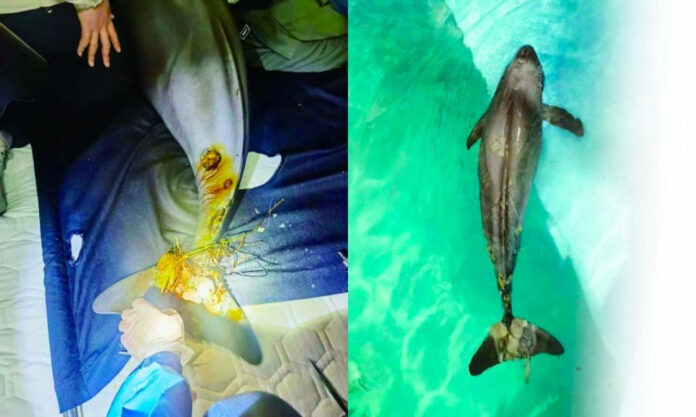 The Nanjinger - Injured Finless Porpoise Rescued in Nanjing; 1st in China!