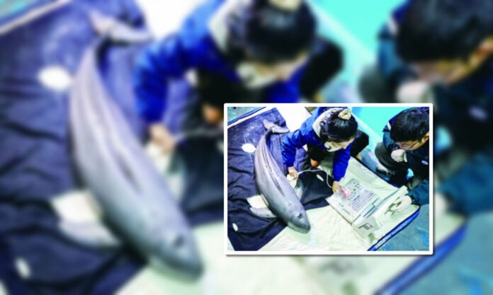 The Nanjinger - Injured Finless Porpoise in Nanjing Continues to Improve; a Good Appetite