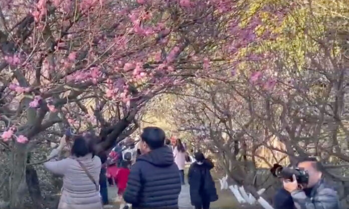 The Nanjinger - Plum Blossoms’ Flowering in Nanjing brings Crowds to Gulin Park
