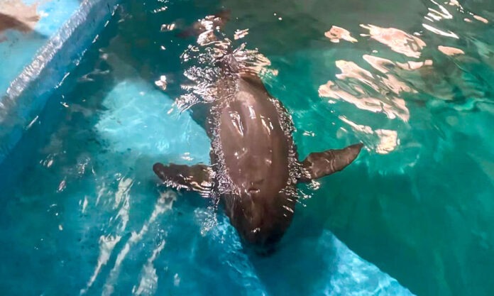 The Nanjinger - Trauma & Lung Infection, Finless Porpoise Recovery in Nanjing will Take Time