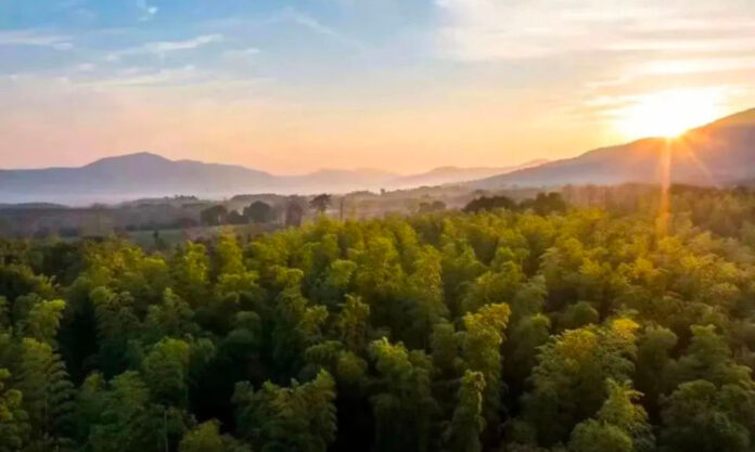 The Nanjinger - Wuxi Awarded Title of “China’s Natural Oxygen Bar” (along with 65 other Regions)