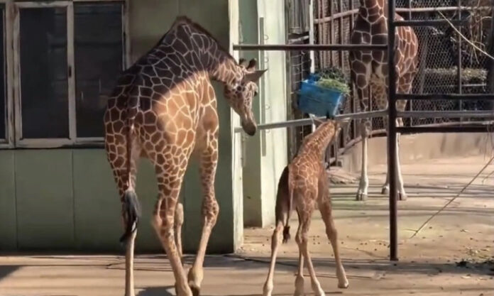 The Nanjinger - 1.85 Meters Tall at Birth! Who’s the Newest Member of Nanjing Zoo’s Family?