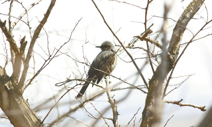 The Nanjinger - 1st Time Ever Brown Eared Bulbul Spotted & Photographed in Yancheng