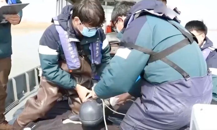 The Nanjinger - Finless Porpoises in Zhenjiang get a Hospital as Rescue Efforts Drilled