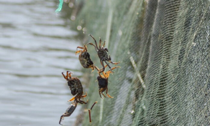 The Nanjinger - Hairy Crab Industrial Park! 600,000 KG Crab Harvest Expected in Suzhou